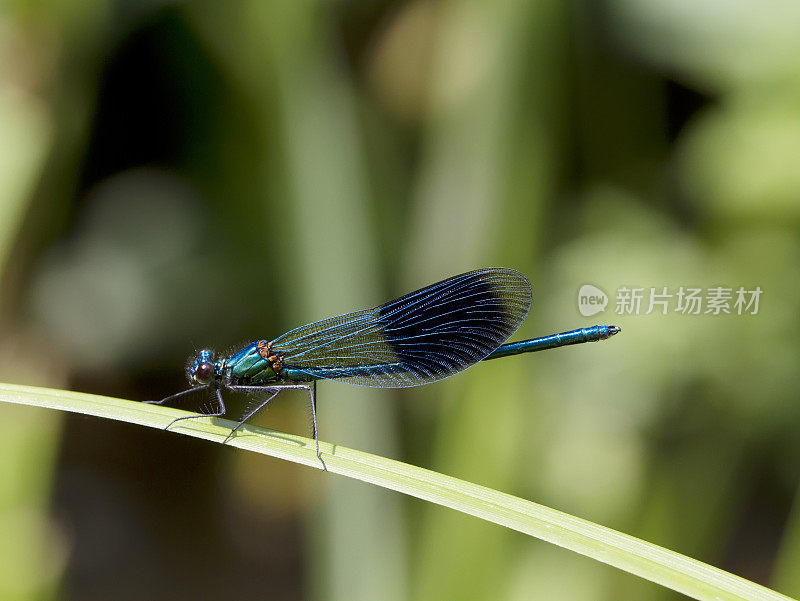 带状Demoiselle (Calopteryx splendens)雄性